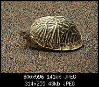 Click image for larger version. 

Name:	Fl box turtle side2.jpg 
Views:	565 
Size:	43.5 KB 
ID:	104050