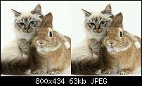 Click image for larger version. 

Name:	cat-rabbit.jpg 
Views:	579 
Size:	63.1 KB 
ID:	107950