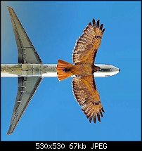 Click image for larger version. 

Name:	plane bird.jpg 
Views:	123 
Size:	67.1 KB 
ID:	121344