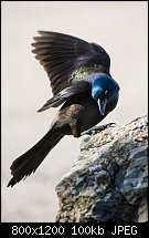 Click image for larger version. 

Name:	common grackle 1 april 29 2022.jpg 
Views:	111 
Size:	100.5 KB 
ID:	131962