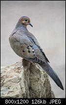 Click image for larger version. 

Name:	mourning dove 1 april 13 2022.jpg 
Views:	124 
Size:	126.1 KB 
ID:	131963