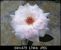 Click image for larger version. 

Name:	pinkrose2.jpg 
Views:	475 
Size:	174.2 KB 
ID:	1856