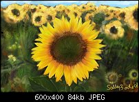Click image for larger version. 

Name:	sunflower2post.jpg 
Views:	619 
Size:	83.9 KB 
ID:	40663