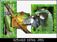Click image for larger version. 

Name:	frog and butterfly.jpg 
Views:	247 
Size:	196.9 KB 
ID:	46333