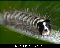 Click image for larger version. 

Name:	dogerpillar.png 
Views:	739 
Size:	119.2 KB 
ID:	58890