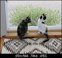 Click image for larger version. 

Name:	les-chats.jpg 
Views:	73 
Size:	78.6 KB 
ID:	62797