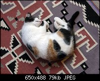 Click image for larger version. 

Name:	chloe-sleeping.jpg 
Views:	75 
Size:	79.4 KB 
ID:	62798