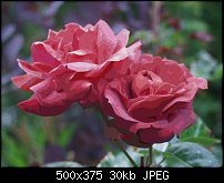 Click image for larger version. 

Name:	Roses.jpg 
Views:	405 
Size:	29.6 KB 
ID:	17322