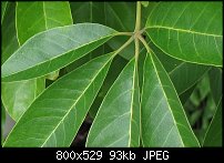 Click image for larger version. 

Name:	Schefflera actinophylla.jpg 
Views:	340 
Size:	93.3 KB 
ID:	55363