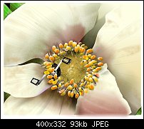 Click image for larger version. 

Name:	flower pedals.jpg 
Views:	523 
Size:	93.4 KB 
ID:	24606