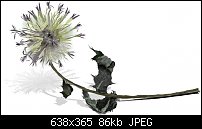 Click image for larger version. 

Name:	simple thistle.jpg 
Views:	780 
Size:	85.8 KB 
ID:	38256