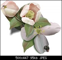 Click image for larger version. 

Name:	clematis.jpg 
Views:	578 
Size:	95.3 KB 
ID:	24587
