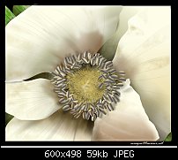 Click image for larger version. 

Name:	tut.flower.jpg 
Views:	598 
Size:	59.3 KB 
ID:	12110
