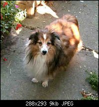 Click image for larger version. 

Name:	Scamp.jpg 
Views:	158 
Size:	9.1 KB 
ID:	100696