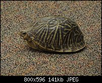 Click image for larger version. 

Name:	Fl box turtle side2.jpg 
Views:	630 
Size:	141.1 KB 
ID:	102529