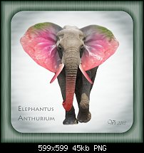 Click image for larger version. 

Name:	igor vojtela elephant.jpg 
Views:	235 
Size:	45.4 KB 
ID:	102586