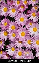 Click image for larger version. 

Name:	pink flower.jpg 
Views:	321 
Size:	94.9 KB 
ID:	104022