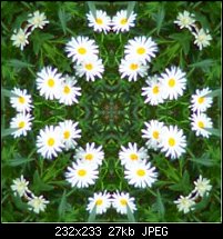 Click image for larger version. 

Name:	daisies_tile_mayas_sq.jpg 
Views:	145 
Size:	27.0 KB 
ID:	105533