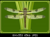 Click image for larger version. 

Name:	dragonflyposterrdetail.jpg 
Views:	192 
Size:	65.0 KB 
ID:	106634