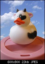Click image for larger version. 

Name:	duck-cow.jpg 
Views:	727 
Size:	22.5 KB 
ID:	108728