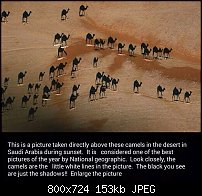 Click image for larger version. 

Name:	camels.jpg 
Views:	163 
Size:	152.9 KB 
ID:	108781