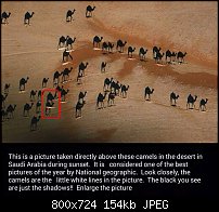 Click image for larger version. 

Name:	camels-2.jpg 
Views:	66 
Size:	153.9 KB 
ID:	108782