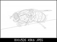 Click image for larger version. 

Name:	myflywireframe.jpg 
Views:	419 
Size:	48.8 KB 
ID:	109764