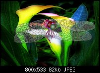 Click image for larger version. 

Name:	Dragon Lilly 1.jpg 
Views:	323 
Size:	81.6 KB 
ID:	109782