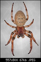 Click image for larger version. 

Name:	spider2.jpg 
Views:	206 
Size:	66.6 KB 
ID:	112406