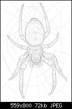 Click image for larger version. 

Name:	spider2wireframe.jpg 
Views:	198 
Size:	72.0 KB 
ID:	112407