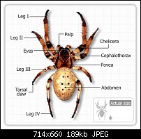 Click image for larger version. 

Name:	marks-spider.jpg 
Views:	192 
Size:	188.7 KB 
ID:	112411