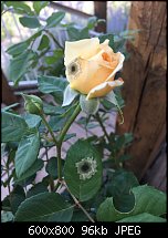 Click image for larger version. 

Name:	climbing-rose.jpg 
Views:	124 
Size:	96.0 KB 
ID:	113014