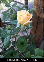 Click image for larger version. 

Name:	climbing-rose-2.jpg 
Views:	112 
Size:	95.8 KB 
ID:	113015