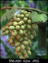 Click image for larger version. 

Name:	grapes.jpg 
Views:	172 
Size:	42.4 KB 
ID:	113493