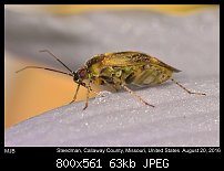 Click image for larger version. 

Name:	bug43.jpg 
Views:	129 
Size:	62.7 KB 
ID:	114085