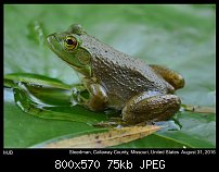 Click image for larger version. 

Name:	frog8.jpg 
Views:	203 
Size:	75.4 KB 
ID:	114121