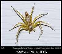 Click image for larger version. 

Name:	spider47.jpg 
Views:	187 
Size:	73.8 KB 
ID:	114205