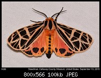 Click image for larger version. 

Name:	moth577.jpg 
Views:	115 
Size:	100.3 KB 
ID:	114226