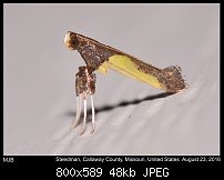 Click image for larger version. 

Name:	moth496.jpg 
Views:	182 
Size:	47.7 KB 
ID:	114263