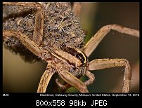 Click image for larger version. 

Name:	spider106.jpg 
Views:	120 
Size:	98.4 KB 
ID:	115001