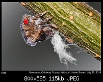 Click image for larger version. 

Name:	leafhopper4.jpg 
Views:	116 
Size:	114.7 KB 
ID:	115028
