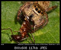 Click image for larger version. 

Name:	spider89.jpg 
Views:	212 
Size:	116.6 KB 
ID:	116102