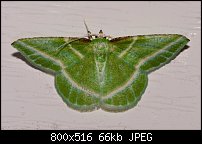 Click image for larger version. 

Name:	moth632.jpg 
Views:	203 
Size:	65.8 KB 
ID:	117220