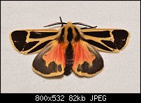 Click image for larger version. 

Name:	moth611.jpg 
Views:	215 
Size:	81.6 KB 
ID:	117222