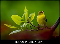 Click image for larger version. 

Name:	female american golldfinch 2.jpg 
Views:	284 
Size:	38.0 KB 
ID:	117614