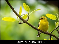 Click image for larger version. 

Name:	female american golldfinch 3.jpg 
Views:	336 
Size:	50.3 KB 
ID:	117615