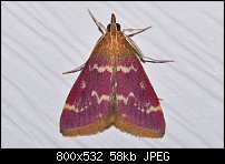 Click image for larger version. 

Name:	moth836.jpg 
Views:	181 
Size:	58.2 KB 
ID:	117741