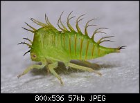 Click image for larger version. 

Name:	treehoppernymph1.jpg 
Views:	200 
Size:	56.9 KB 
ID:	117742