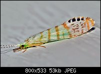 Click image for larger version. 

Name:	caddisfly1.jpg 
Views:	190 
Size:	52.8 KB 
ID:	117744