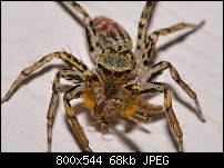 Click image for larger version. 

Name:	spider117.jpg 
Views:	213 
Size:	68.1 KB 
ID:	117748